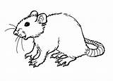 Rat Coloring Pages Outline Printable Kids Drawing Rats Getdrawings sketch template