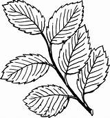 Beech Leaf Drawing Tree Getdrawings Coloring sketch template