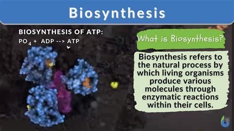biosynthesis definition  examples biology  dictionary