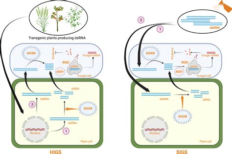frontiers concepts  considerations  enhancing rnai efficiency  phytopathogenic fungi