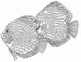 Fish Discus Moeller Silke sketch template