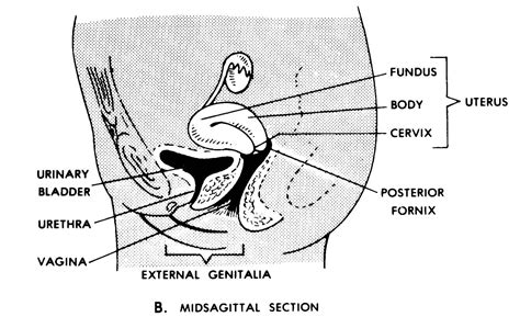 2 05 Urethra Nursing Care Related To The Gastrointestinal And