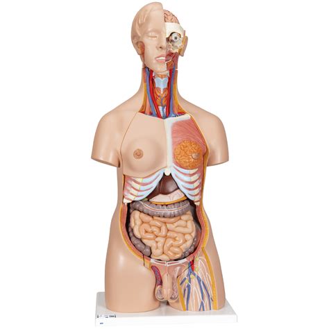human torso model life size torso model anatomical
