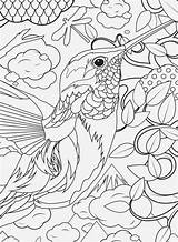 Coloring Pages Printable Advanced Sheets Library Clipart Hummingbird Adults Animal Kids sketch template