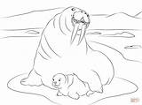 Walrus Morsy Kolorowanka Morses Dwa Arktyki Mammals Morsa Mors Druku Duże sketch template
