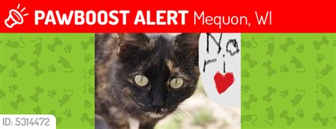 lost female cat in mequon wi 53092 named nori nor ree id 5314472