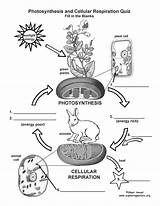 Respiration Cellular Photosynthesis Exploringnature Printing sketch template