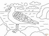 Coloring Seagull Pages Printable Seagulls Paper Simple Categories sketch template