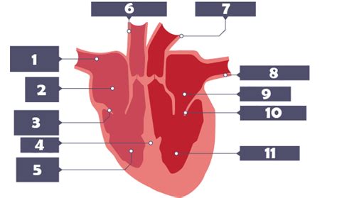 label heart diagram gcse diagram quizlet