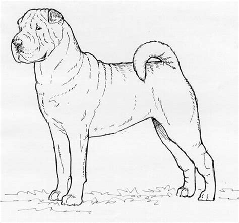 image result  shar pei dog drawing dog drawing shar pei dog