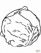 Cabbage Coloring Pages Cabbages Clipart Drawing Printable Paper Vegetables Getdrawings Webstockreview Categories Supercoloring sketch template