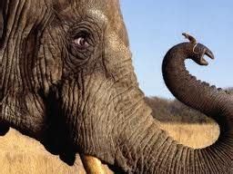 elephants nose psychology today