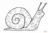 Snail Coloring Pages Body Printable Drawing Mollusks Science Ncert Movements Chapter Fish sketch template