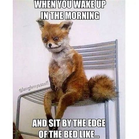 Top 10 Funniest Stoned Fox Memes Funny Pinterest Memes