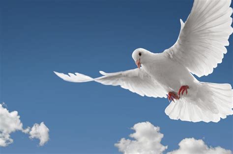 tidak  sebagai lambang perdamaian  peperangan dunia burung