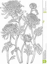 Chrysanthemum Drawing Flower Flowers Japanese Drawings Color Mum Tattoo Flores Crisantemo Google Issuu Leaves Vector Sodas Para Paintingvalley Line Stock sketch template