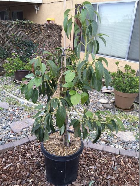 10 Best For Growing Avocado Trees In Containers Pink Wool