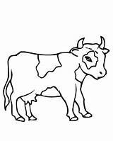 Cow Cows Small Drawing Coloring Getdrawings sketch template