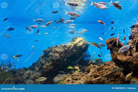 fishes  natural environment stock image image  fear exploration
