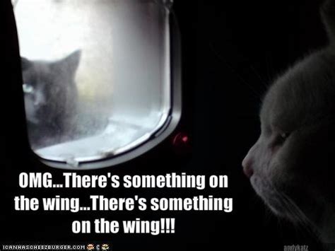 omg there s something on the wing there s something on the wing cheezburger funny