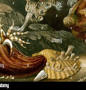 Afbeeldingsresultaten voor Sphenotrochus. Grootte: 176 x 185. Bron: www.alamy.com
