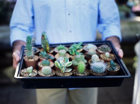 cultivating cacti  succulent plants hgtv