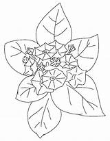 Laurel Flower Gift Coloring sketch template