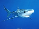 Image result for blauwe haai. Size: 136 x 101. Source: www.adcdiving.be