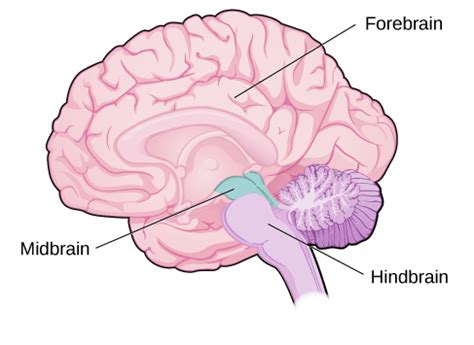 lobes   brain introduction  psychology