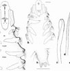 Afbeeldingsresultaten voor "spio Goniocephala". Grootte: 102 x 103. Bron: www.researchgate.net