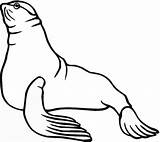 Sea Lion Seal Coloring Pages Seals Clipart Lions Clip Printable Cliparts Color Supercoloring Print Drawing Australian Gif Library Popular Cute sketch template