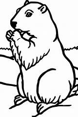 Groundhog Coloring Pages Woodchuck Drawing Kids Printable Preschool Rocks Ground Hog Line Sheets Getdrawings Animal Print Wood Draw sketch template