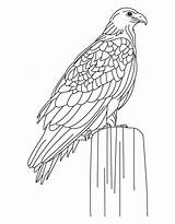 Eagle Coloring Golden Pages Largest Harpy Printable Siting Color Colouring Bald Kids Eagles Clipart Sheets Library Getdrawings Getcolorings Popular sketch template