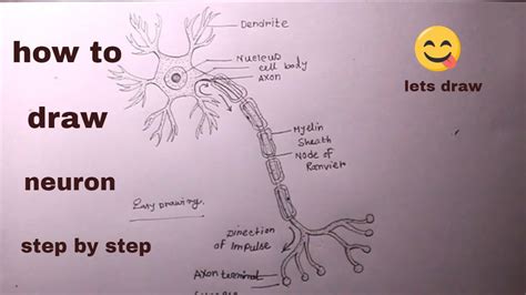 create  draw  neuron  dendrites  kids  high school bully