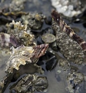 Afbeeldingsresultaten voor Japanse oester Feiten. Grootte: 171 x 185. Bron: www.parool.nl