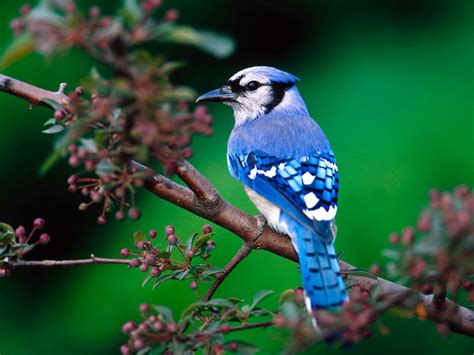 nature info  beautiful birds