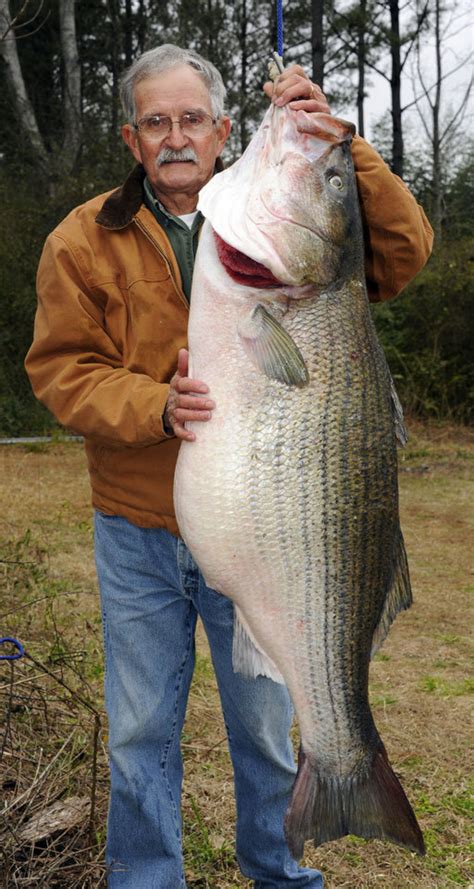 big fishes   world striped bass page