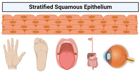 stratified squamous epithelium structure functions examples