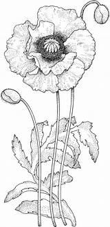 Pages Poppy Coloring Flower Drawing Adult Poppies Choose Board Red sketch template