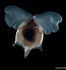 Afbeeldingsresultaten voor "cavolinia uncinata pulsatapusilla Pulsatoides". Grootte: 94 x 100. Bron: opistobranquis.info