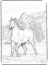 Pferd Wasser Cavalos Pferde Caballo Caballos Cavalo Paard Ensinados Domados Selados Rio Cai Colorat Nellacqua Cavallo Cheval Leau Kleurplaten Colorier sketch template
