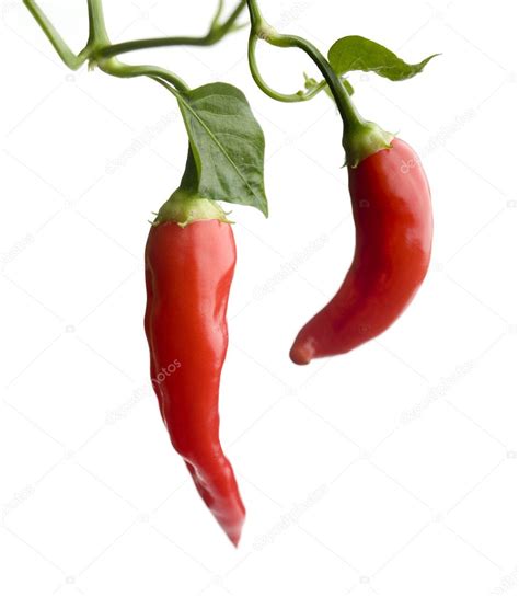 red hot chili stock photo  molka