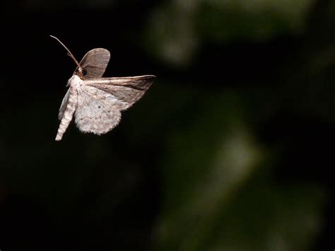unidentified flying moth monte galleries digital photography review