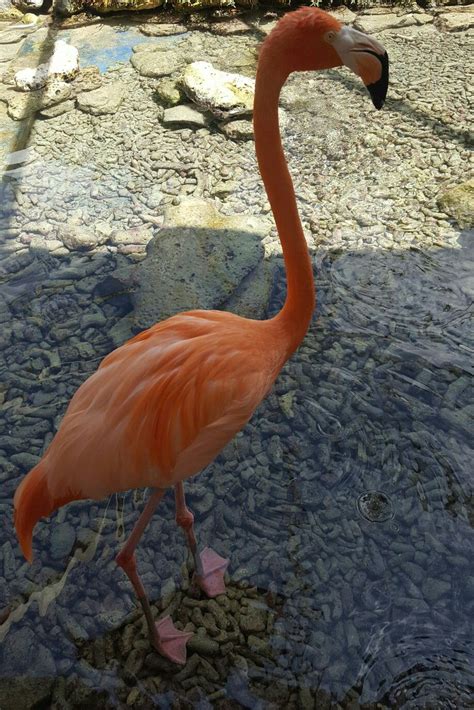flamingo curacao flamingo lesser antilles vacation animals flamingo bird vacations