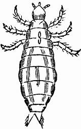 Lice Clipart Louse Magnified Clipground Etc Cliparts Medium sketch template