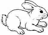 Ausmalbild Hase Kaninchen sketch template