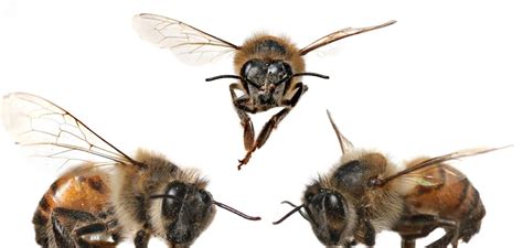 types  bees perfectbee