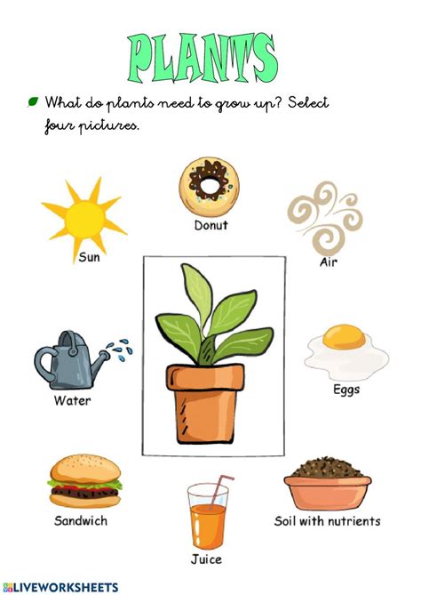 plants  interactive worksheet plants worksheets plants