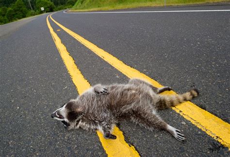 road kill raccoon the spokesman review