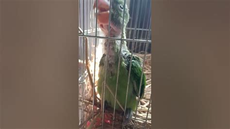 baby parrot  jailjailbreak viral shorts youtube